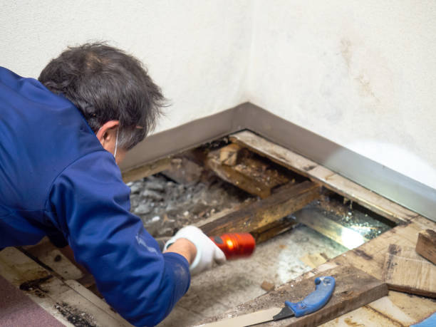 Best Emergency Mold Removal  in Cut Off, LA