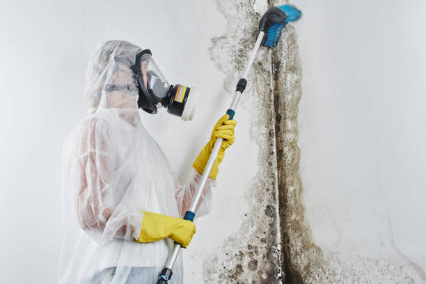 Best Best Mold Removal Companies  in Cut Off, LA