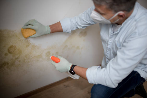 Best Professional Mold Removal  in Cut Off, LA