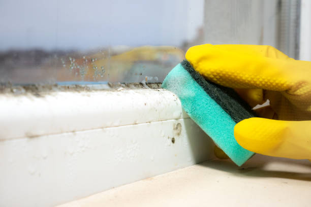 Best Mold Cleaning Services  in Cut Off, LA