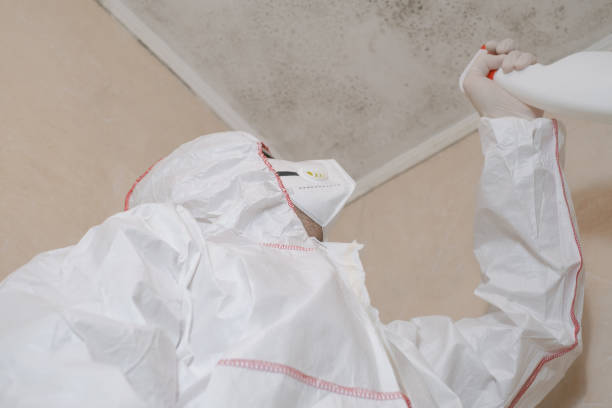 Best Best Mold Removal Companies  in Cut Off, LA