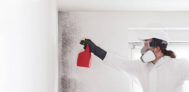 Best Mold Testing  in Cut Off, LA