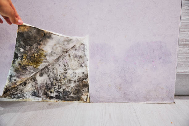 Best Toxic Mold Removal  in Cut Off, LA